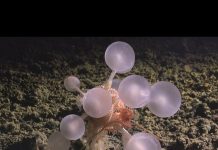 Okyanusun en derin noktasında yaşayan; ‘etobur ölüm topu’ olarak adlandırılan yırtıcı yeni bir tür keşf edildi.