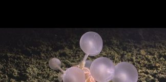 Okyanusun en derin noktasında yaşayan; ‘etobur ölüm topu’ olarak adlandırılan yırtıcı yeni bir tür keşf edildi.