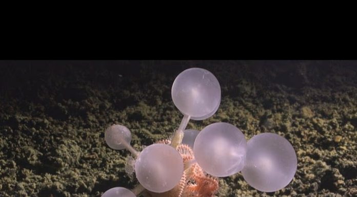 Okyanusun en derin noktasında yaşayan; ‘etobur ölüm topu’ olarak adlandırılan yırtıcı yeni bir tür keşf edildi.