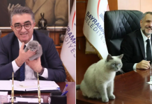 Şükür, bunu da gördük; Bayrampaşa belediyesinin kedisi ‘Bulut’un yerine kayyım atandı!