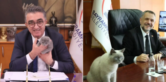 Şükür, bunu da gördük; Bayrampaşa belediyesinin kedisi ‘Bulut’un yerine kayyım atandı!
