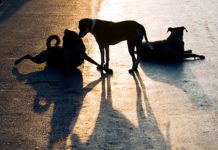 İstanbul’da sokak köpeklerine getirilen besleme yasağı için Veteriner Hekimler Derneği: ‘Aç ve stresli hayvanların saldırganlığı artar’