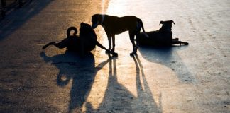 İstanbul’da sokak köpeklerine getirilen besleme yasağı için Veteriner Hekimler Derneği: ‘Aç ve stresli hayvanların saldırganlığı artar’