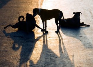 İstanbul’da sokak köpeklerine getirilen besleme yasağı için Veteriner Hekimler Derneği: ‘Aç ve stresli hayvanların saldırganlığı artar’