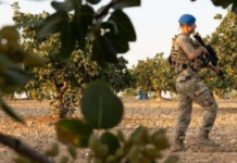 Jandarma nöbet tutuyor. Kilosu 600 bin lira olan ürünün hasatı başladı