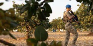 Jandarma nöbet tutuyor. Kilosu 600 bin lira olan ürünün hasatı başladı