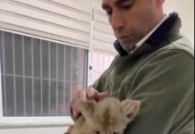 📽️ İstanbul’da kaçak Afrika aslanı.