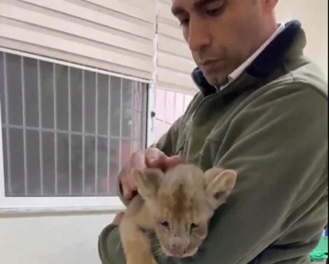 📽️ İstanbul’da kaçak Afrika aslanı.