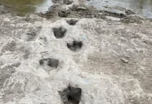 Kuzey İtalya’da dinozor ayak izleri