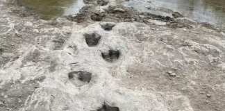 Kuzey İtalya’da dinozor ayak izleri