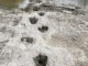 Kuzey İtalya’da dinozor ayak izleri