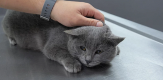 İştahsız Kedisini Veterinere Götürdü, Kalçasından Mermi Çıktı!