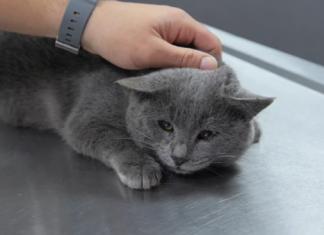 İştahsız Kedisini Veterinere Götürdü, Kalçasından Mermi Çıktı!