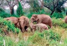 🎥42 fil köye saldırdı, 4 kişiyi ezerek öldürdü