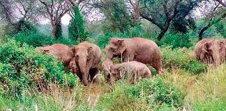 🎥42 fil köye saldırdı, 4 kişiyi ezerek öldürdü