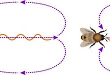 Araştırmacılar, bir gün dünya dışı yaşamdakilerle konuşmak gerekirse kullanılacak lisanı buldu: Arı Matematiği Dili.