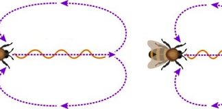 Araştırmacılar, bir gün dünya dışı yaşamdakilerle konuşmak gerekirse kullanılacak lisanı buldu: Arı Matematiği Dili.