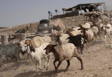 İsrail askerleri Suriye topraklarından 250 keçiden oluşan bir sürü kaçırdı!