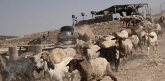 İsrail askerleri Suriye topraklarından 250 keçiden oluşan bir sürü kaçırdı!