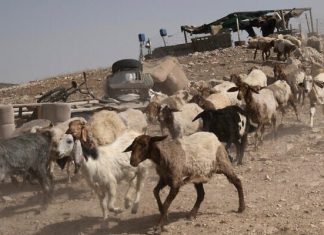 İsrail askerleri Suriye topraklarından 250 keçiden oluşan bir sürü kaçırdı!