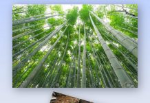 Bilimsel Araştırma; Bambu, bir çok hastalığı tedavi edebilecek potansiyele sahip.