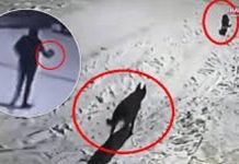 🎥Yurdum insanı; Mahalleye inen kurtları, çaydanlıkla kovaladı!