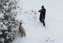 🎥Çoban, otlayan hayvanlarını korumak için dronu tüfekle kovaladı!