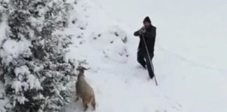 🎥Çoban, otlayan hayvanlarını korumak için dronu tüfekle kovaladı!