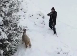 🎥Çoban, otlayan hayvanlarını korumak için dronu tüfekle kovaladı!