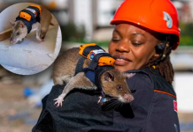 Türkiye’de bir ilk olacak. Enkaz altında arama çalışmalarında en ön safta artık onlar olacak