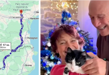 Yeteneklerine akıl sır ermiyor. Kaybolan kedi 250 km yürüyerek evine geri döndü