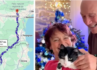 Yeteneklerine akıl sır ermiyor. Kaybolan kedi 250 km yürüyerek evine geri döndü