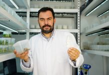 Diş otu bitkisinden kırışıklık giderici krem