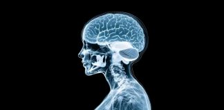 ARAŞTIRMA: İkinci hamilelik, annenin beynini çok çocuklu ebeveynliğe yeniden programlıyor.