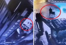 🎥Gelişi de gidişi de olay; Forkliftle kuyumcu dükkanını soydu, eşekle kaçtı!