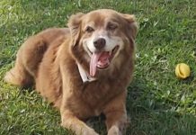 Sahibinin mezarda bekleyen köpek Bob yasa çıkarttırdı