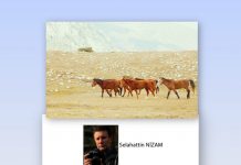 Selahattin NİZAM; 🎥 Toroslar’ın Kalbinde Bir Özgürlük Senfonisi: Eynif Ovası ve Yılkı Atları