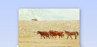 Selahattin NİZAM; 🎥 Toroslar’ın Kalbinde Bir Özgürlük Senfonisi: Eynif Ovası ve Yılkı Atları