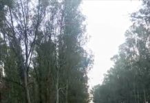 🎥 İzmir’deki duatlon yarışında sporcular arasına bir kuzu karıştı. Adeta parkuru birinci bitirmek için depar atan kuzu büyük alkış alsa da yarışma dışına çıkarılmaktan kurtulamadı.