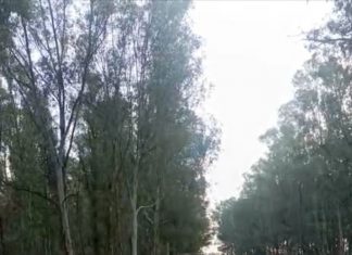 🎥 İzmir’deki duatlon yarışında sporcular arasına bir kuzu karıştı. Adeta parkuru birinci bitirmek için depar atan kuzu büyük alkış alsa da yarışma dışına çıkarılmaktan kurtulamadı.