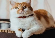 Araştırma/Kanser tedavisinde yeni umut patili dostlarımız kediler…