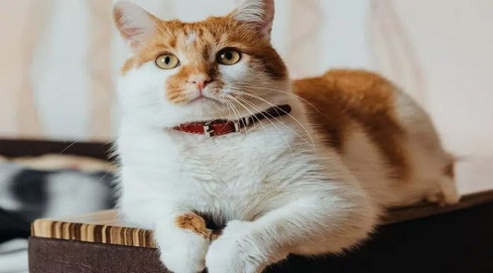 Araştırma/Kanser tedavisinde yeni umut patili dostlarımız kediler…