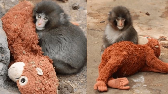 makak türü yavru maymun Punch