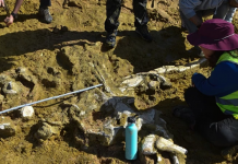 10 milyon yıllık balina fosillerini fırtına açığa çıkarttı!