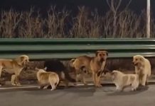 🎥 Kaçırılan çok sayıda köpek yaptıkları kaçış ‘planıyla’ kurtulmayı başardı!