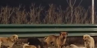 🎥 Kaçırılan çok sayıda köpek yaptıkları kaçış ‘planıyla’ kurtulmayı başardı!