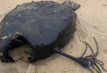 Kıyamet alameti denilen ‘Pasifik Futbol Balığı’ okyanusun 1.000 metre altından çıkıp geldi