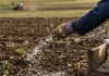 Yıllar önce yasaklanmıştı. Tarımda o gübreyi kullanmak savaş nedeniyle artık serbest