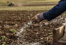 Yıllar önce yasaklanmıştı. Tarımda o gübreyi kullanmak savaş nedeniyle artık serbest