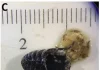 Kadın, hapşırınca burnundan 2,5 cm uzunluğunda 10 solucan çıktı! Doktorlar ‘akıl almaz’ vaka karşısında şaşkına döndü.